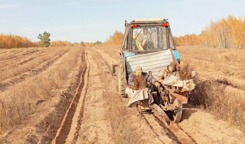В Волгоградской области по проекту «Сохранение лесов» осенью высадят более 3 млн деревьев